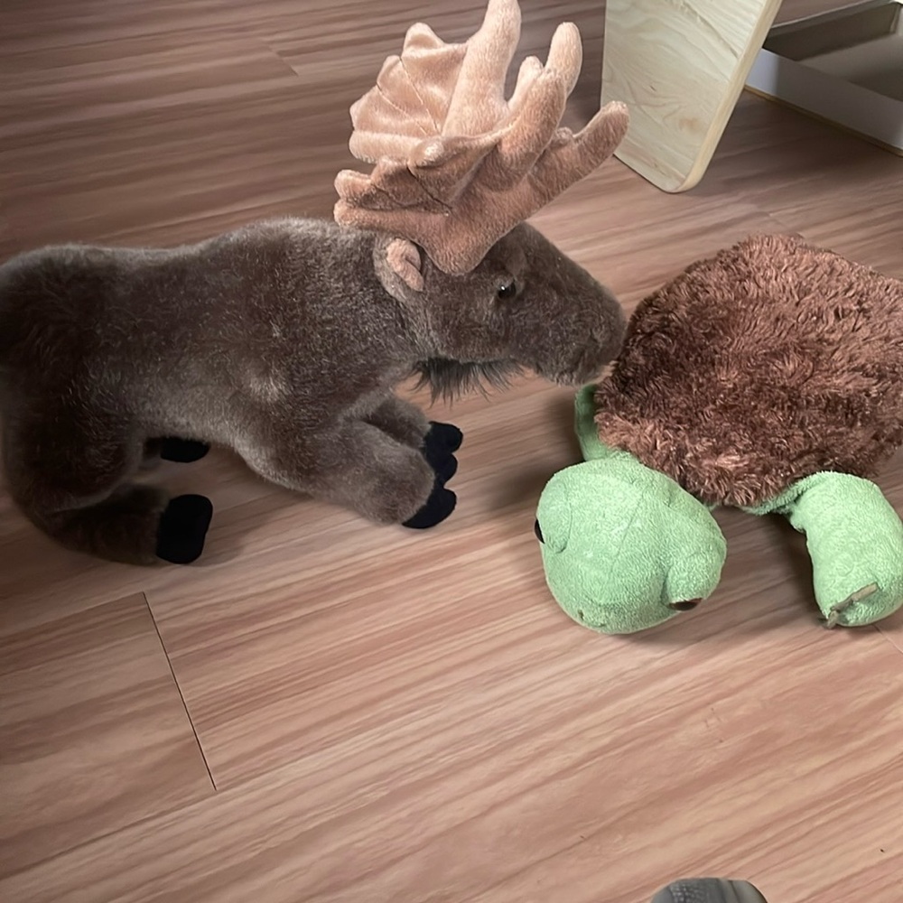Turtle and Moose Stuffed Animals